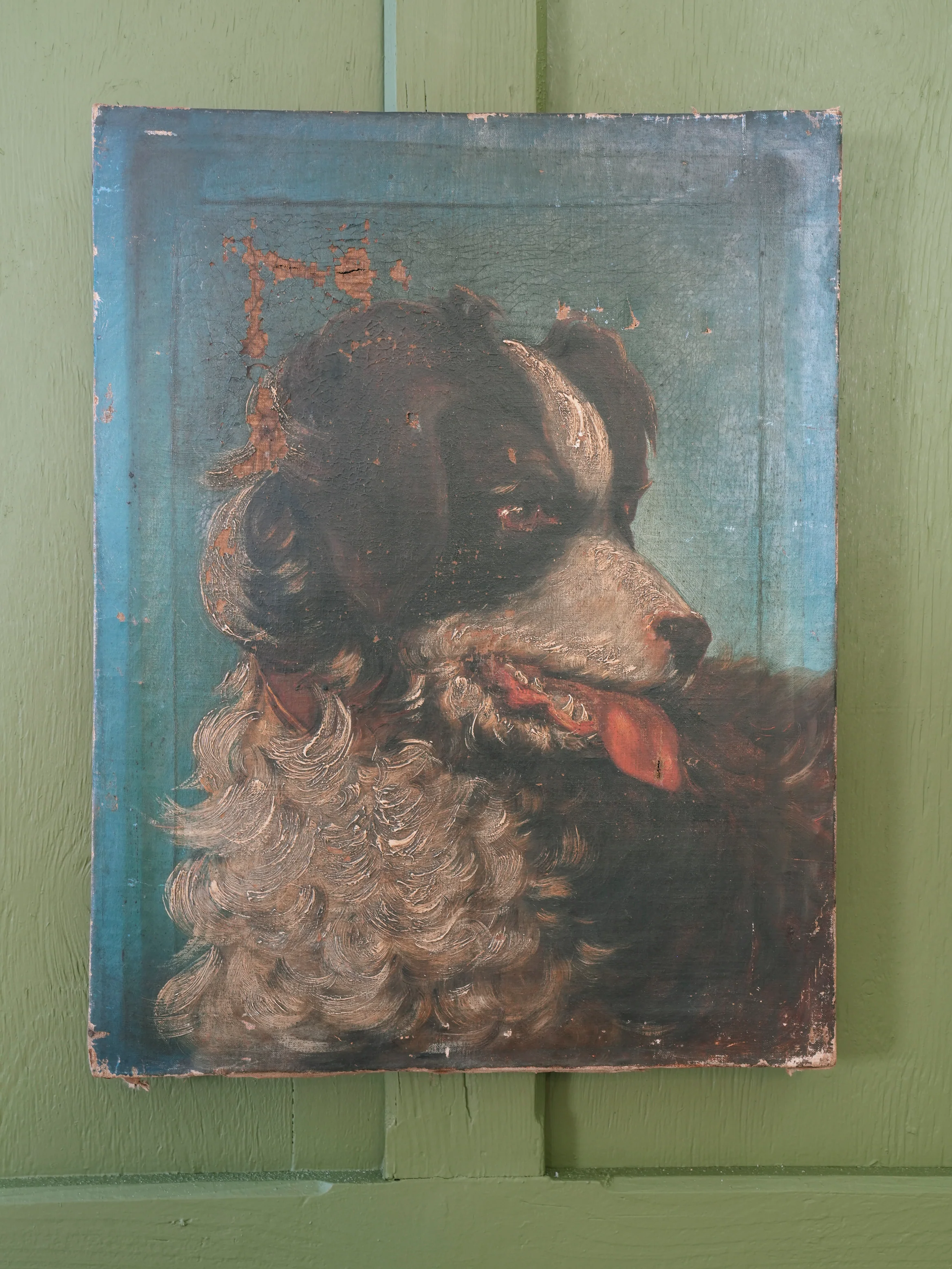 Collie Dog - Image 2