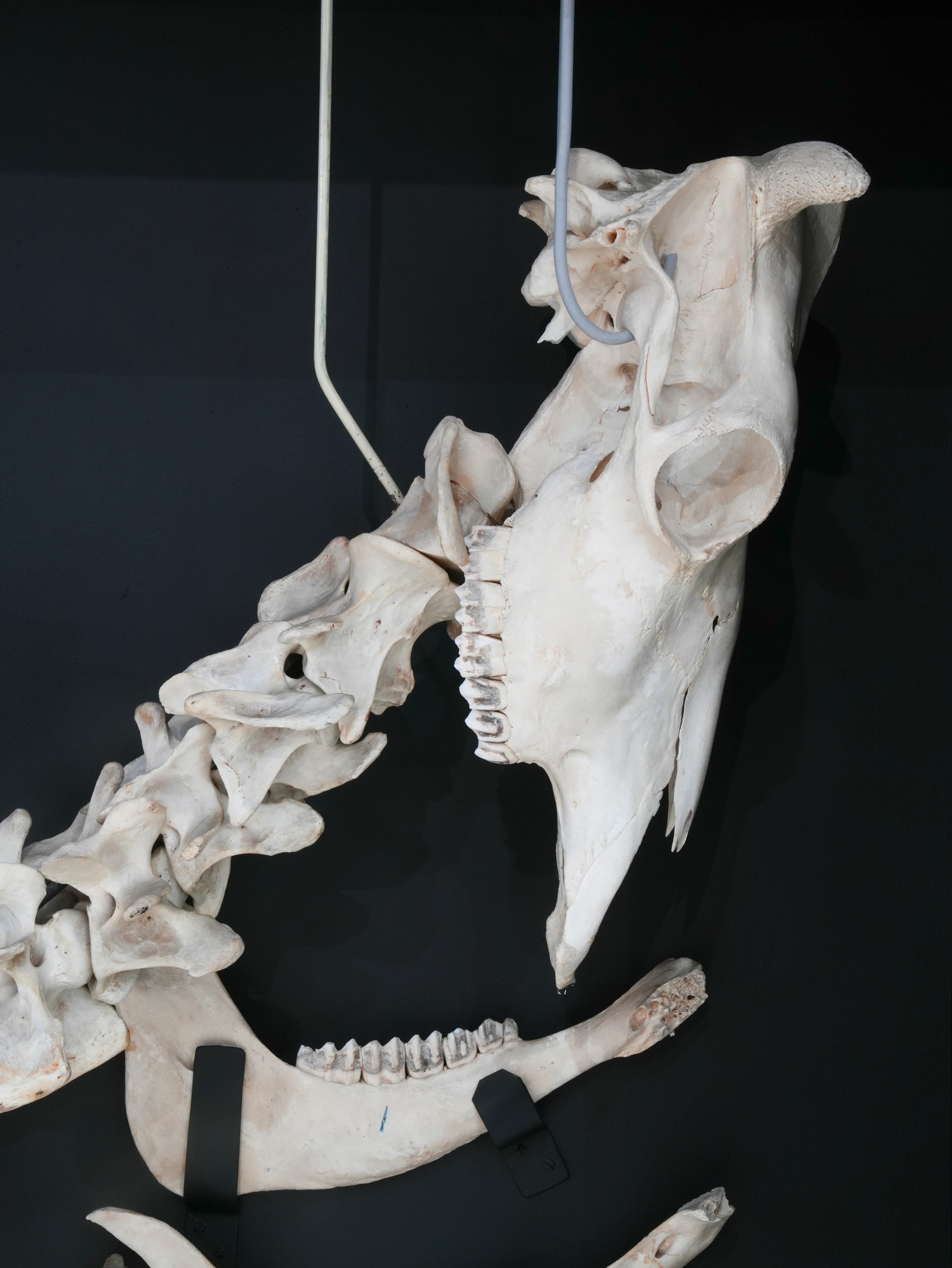 A Cased Domestic Cow (Bos Taurus) - Image 11