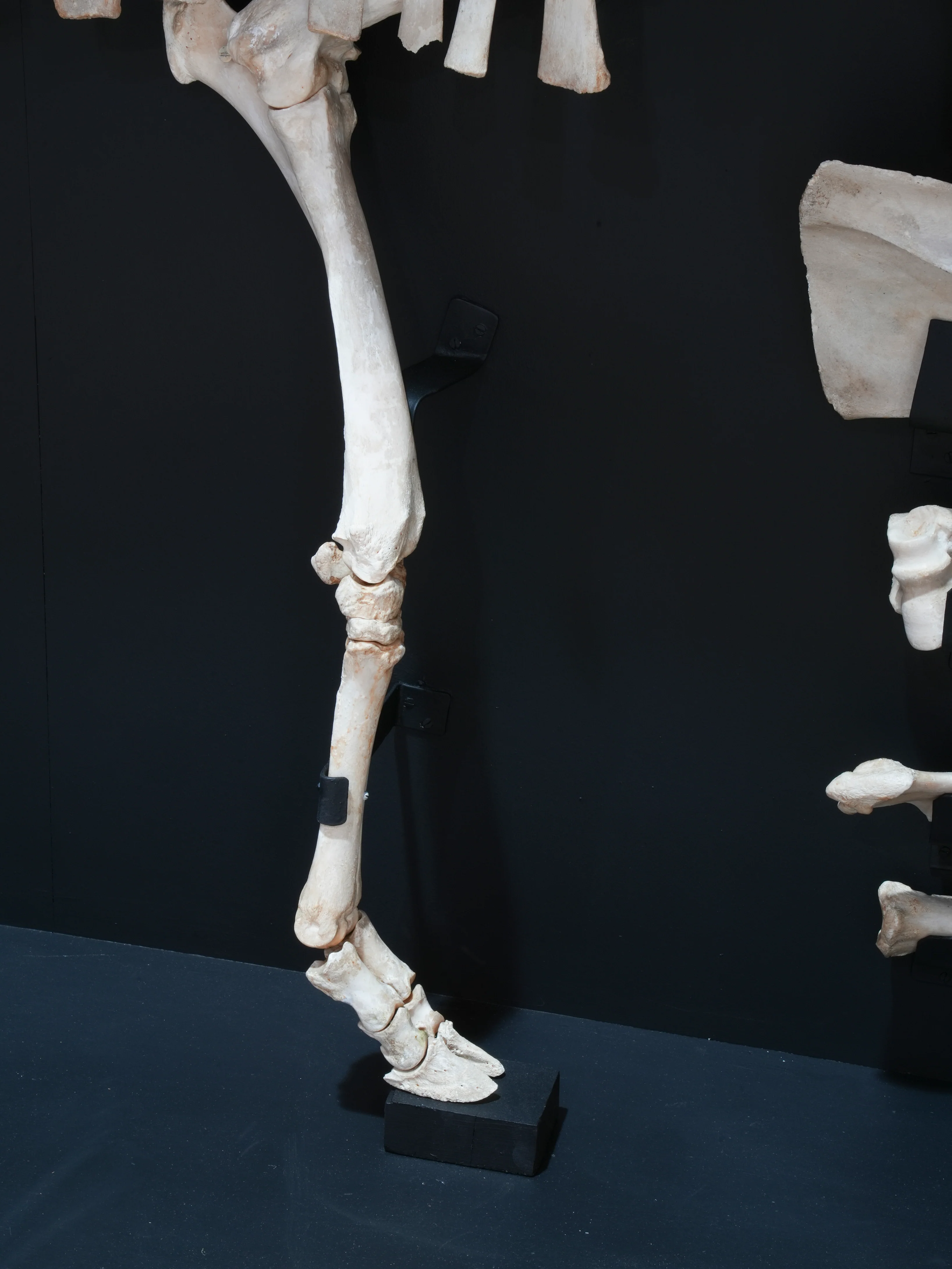 A Cased Domestic Cow (Bos Taurus) - Image 13