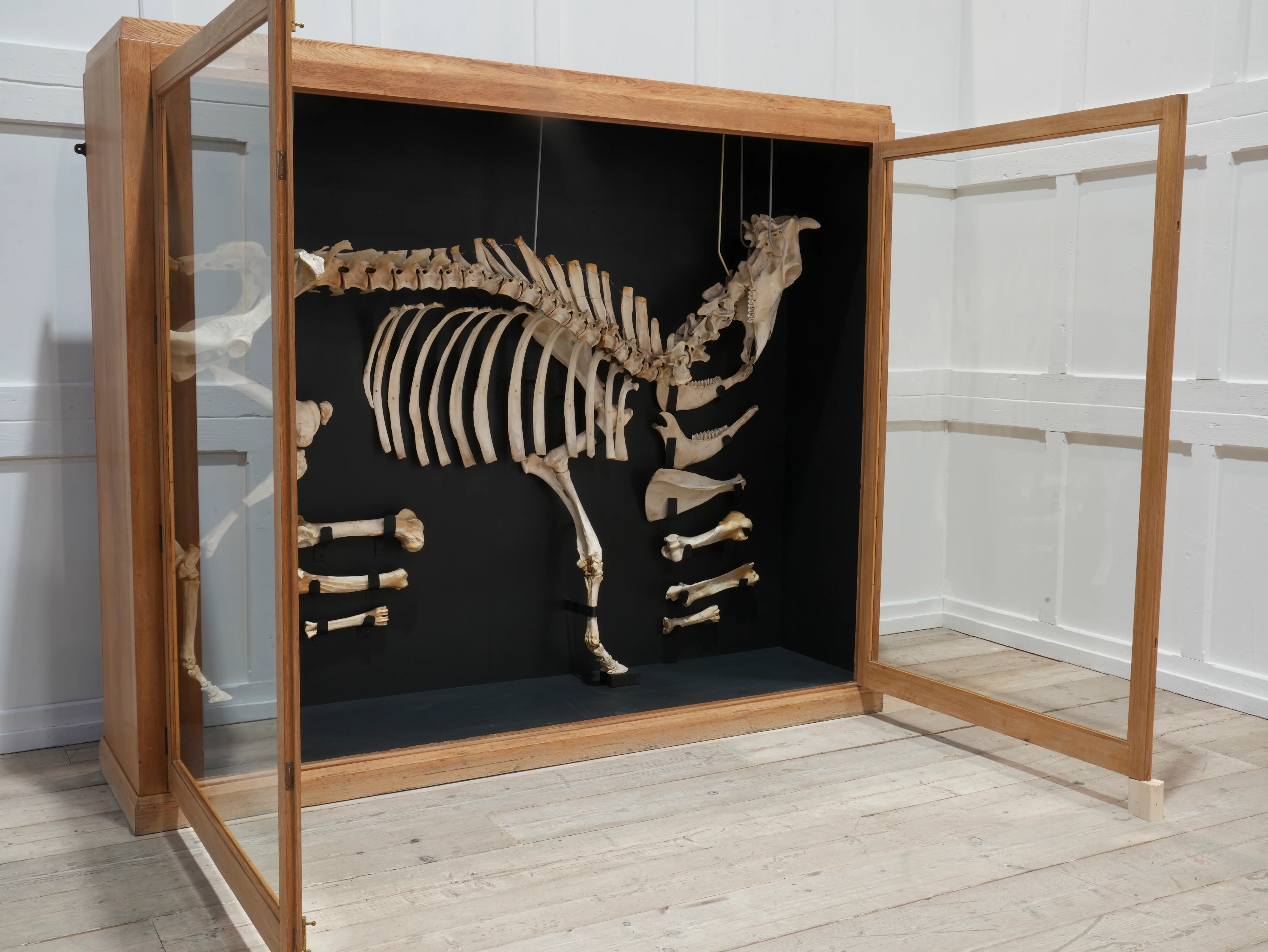 A Cased Domestic Cow (Bos Taurus) - Image 15