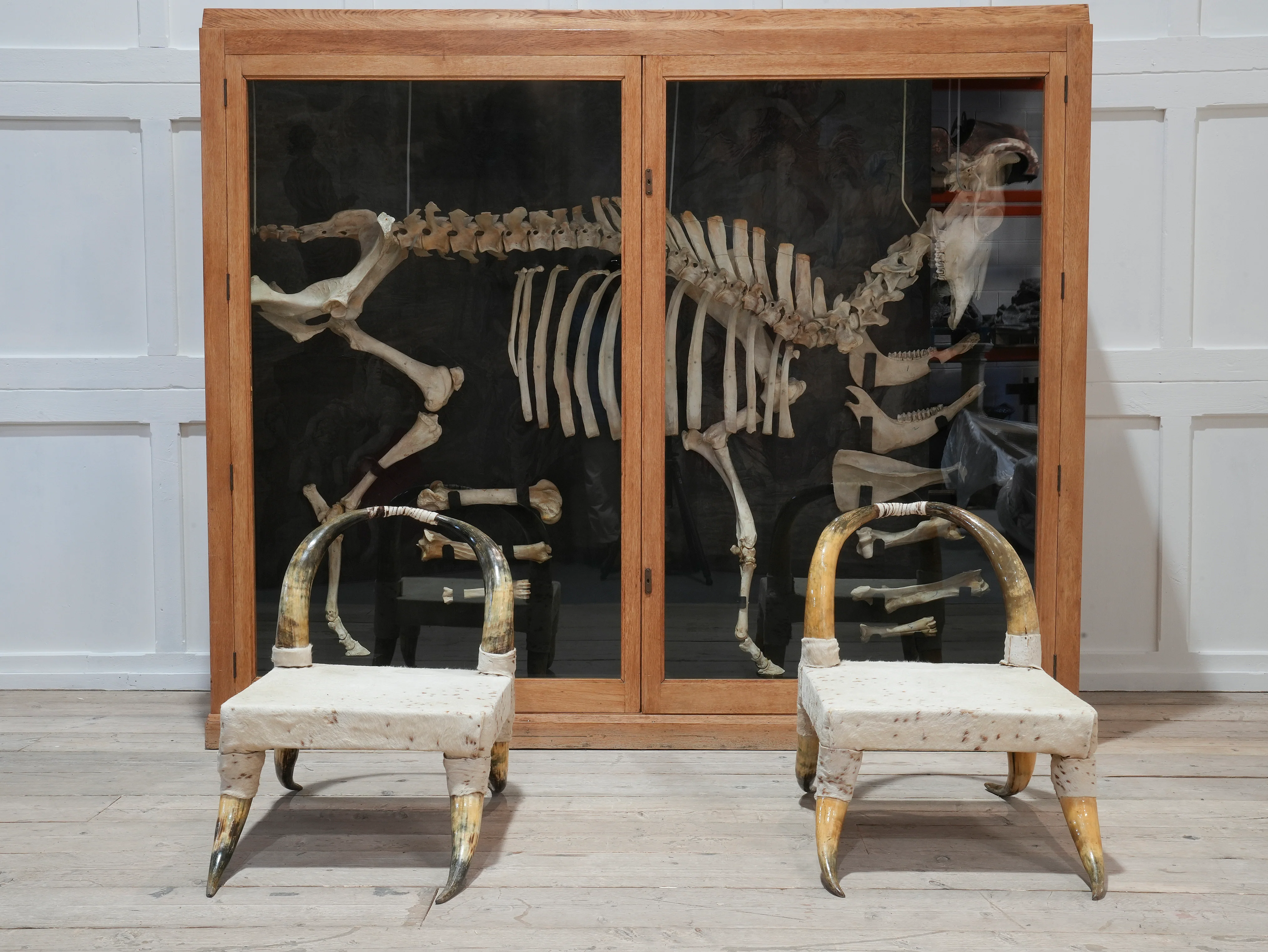 A Cased Domestic Cow (Bos Taurus) - Image 17