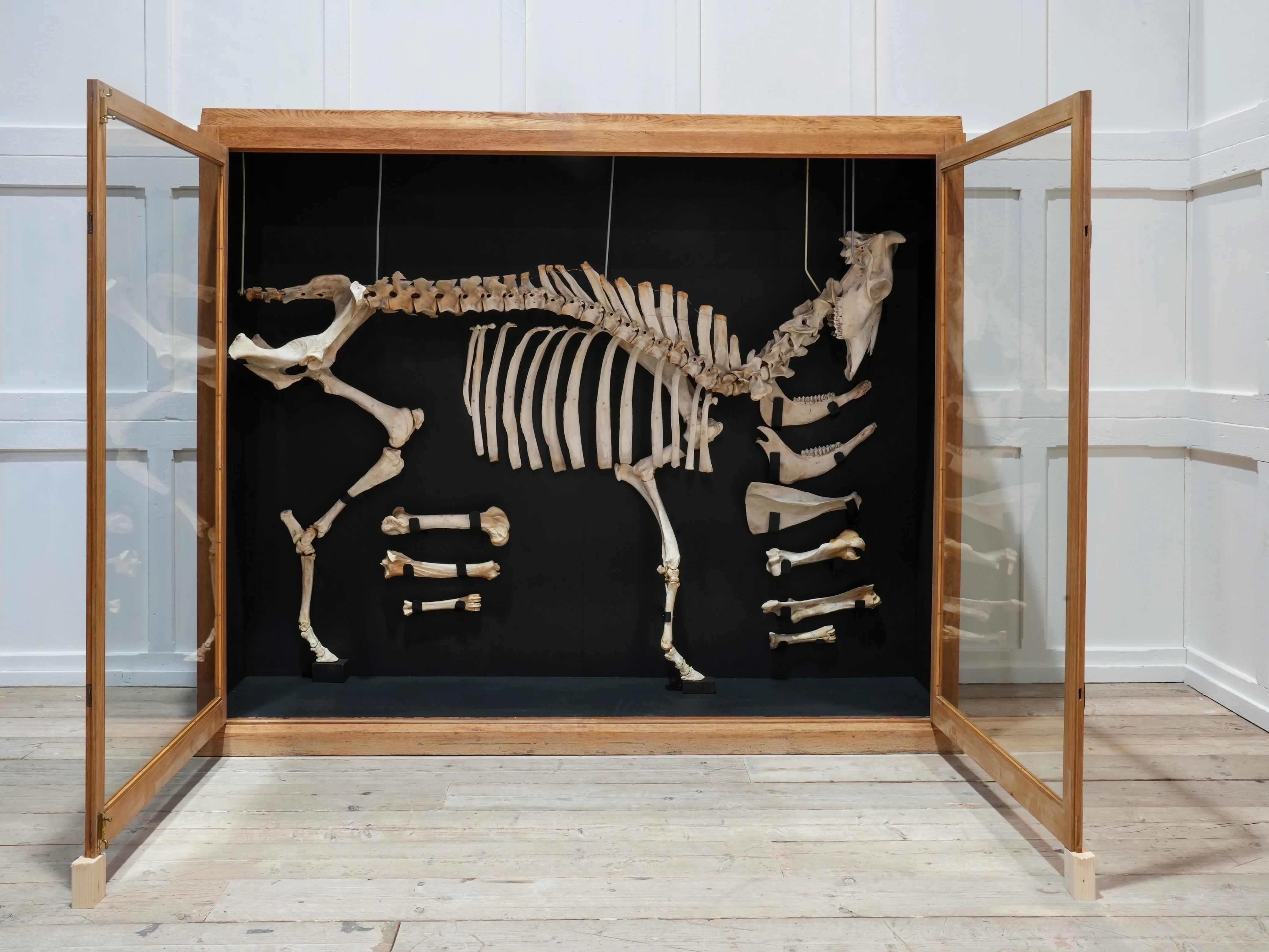 A Cased Domestic Cow (Bos Taurus) - Image 3