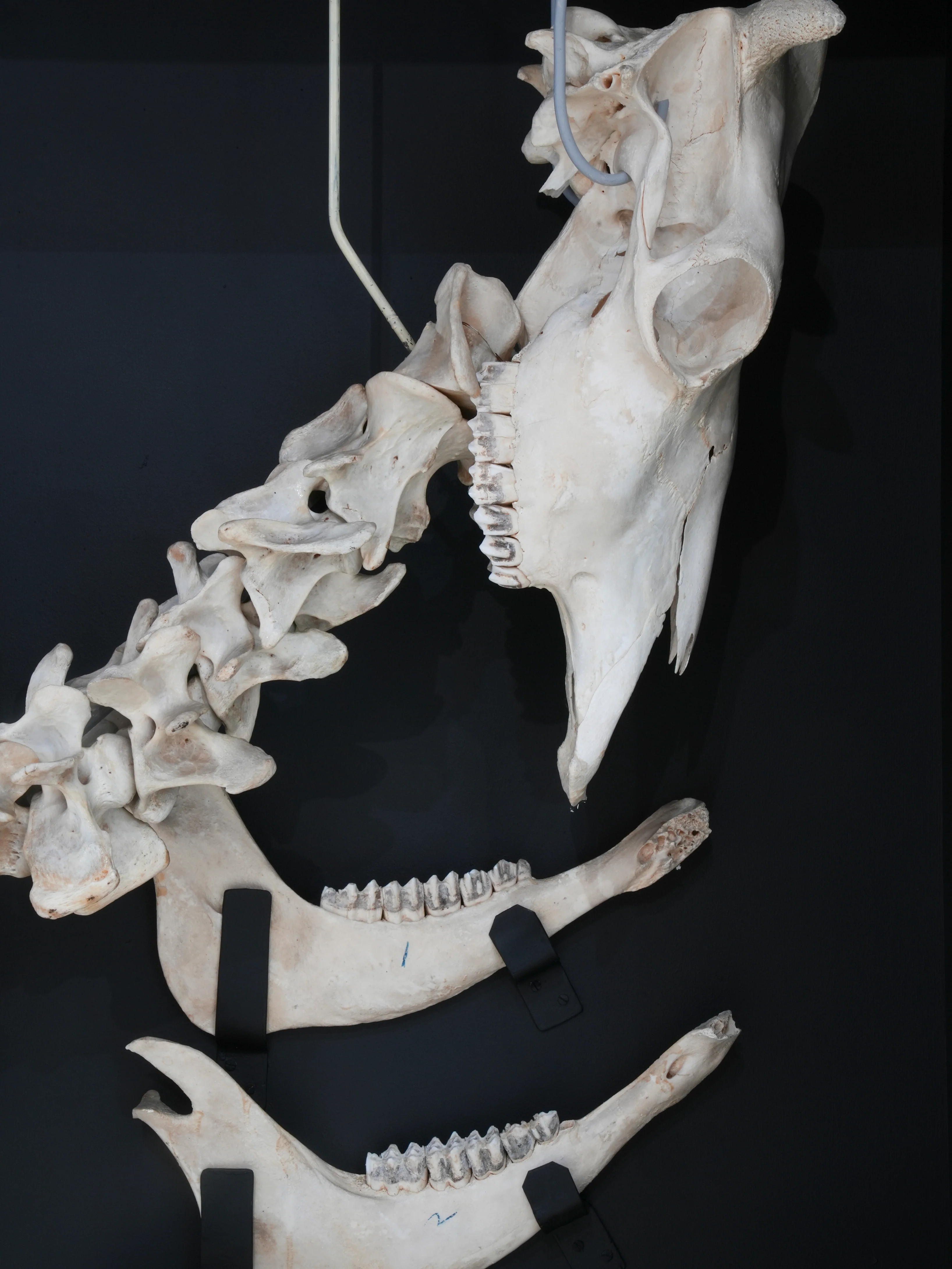 A Cased Domestic Cow (Bos Taurus) - Image 8