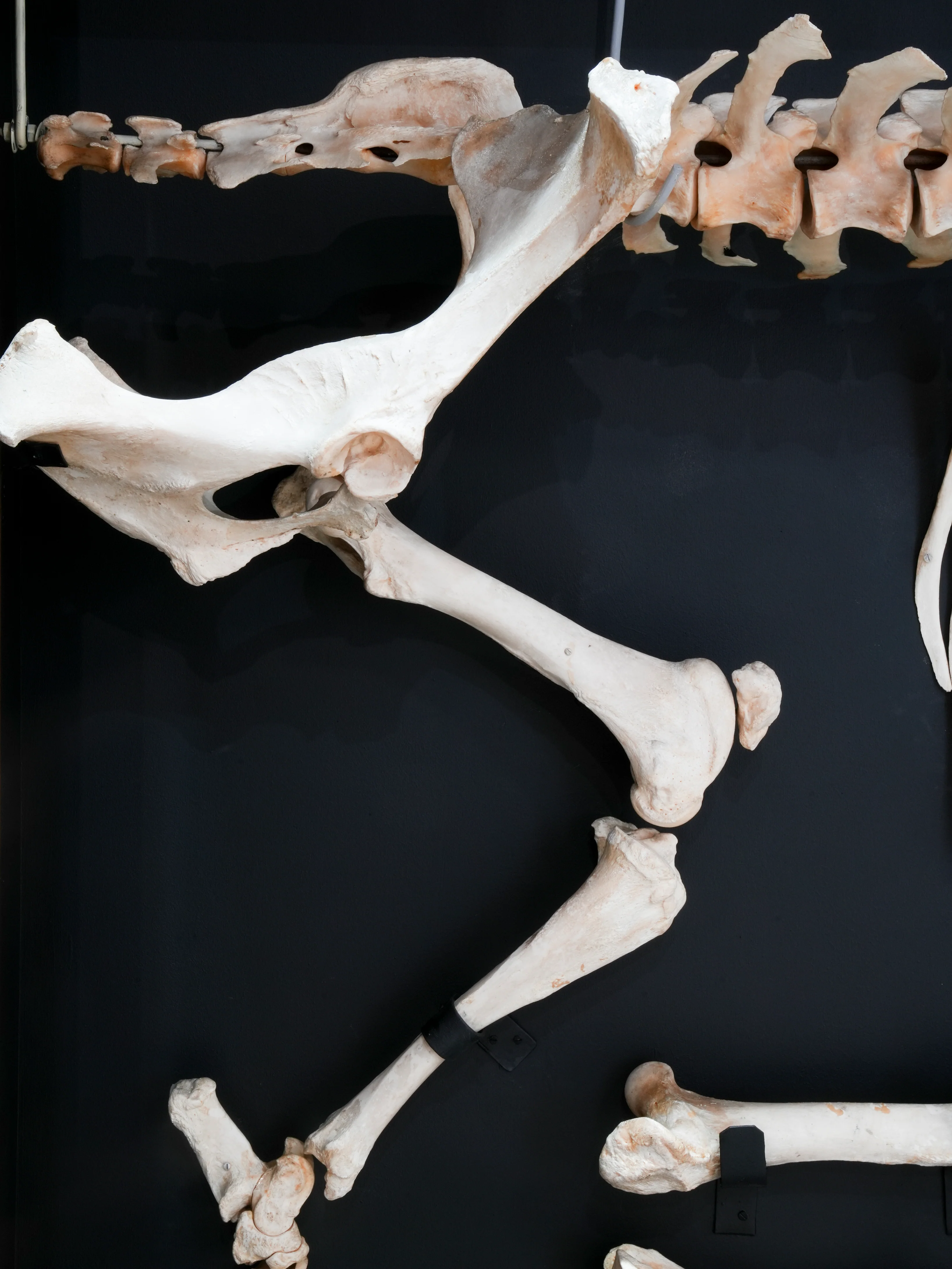 A Cased Domestic Cow (Bos Taurus) - Image 9