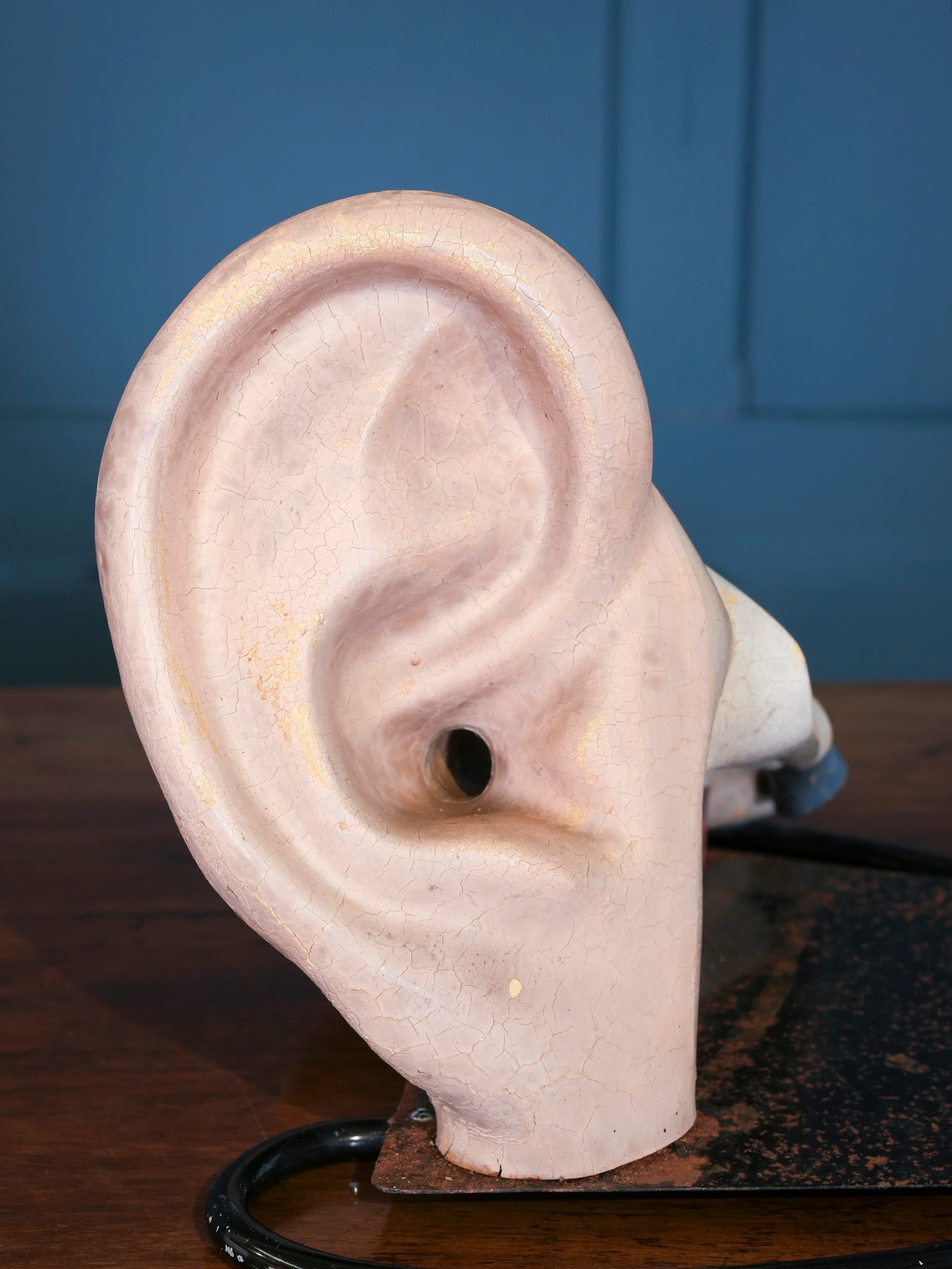 Anatomical Inner Ear Model - Image 3