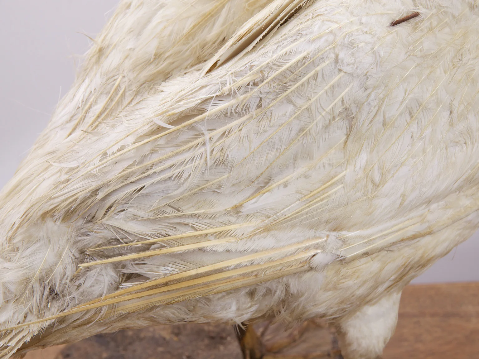 Taxidermy Swan - Image 10