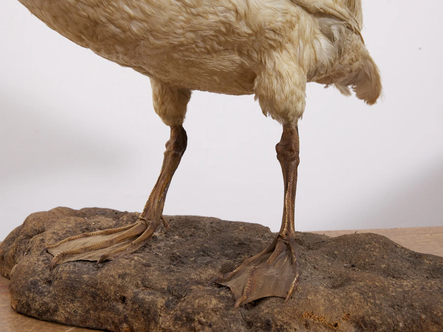 Taxidermy Swan - Image 5