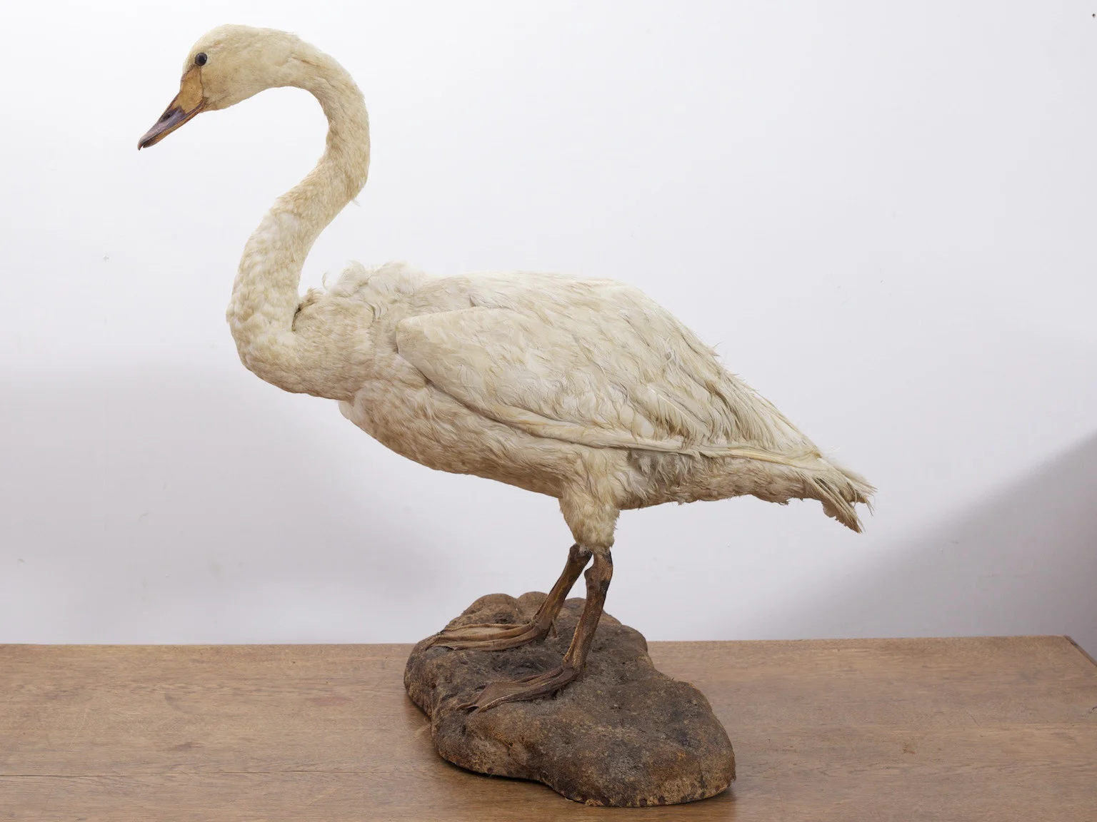 Taxidermy Swan - Image 7
