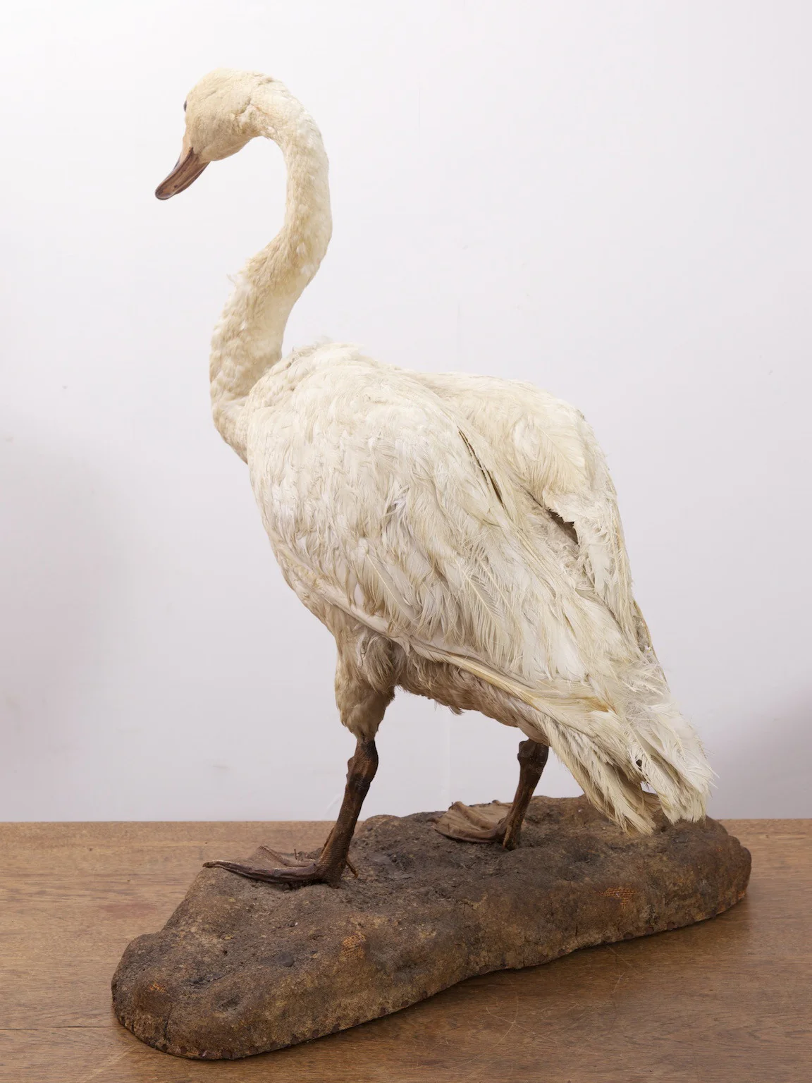 Taxidermy Swan - Image 8