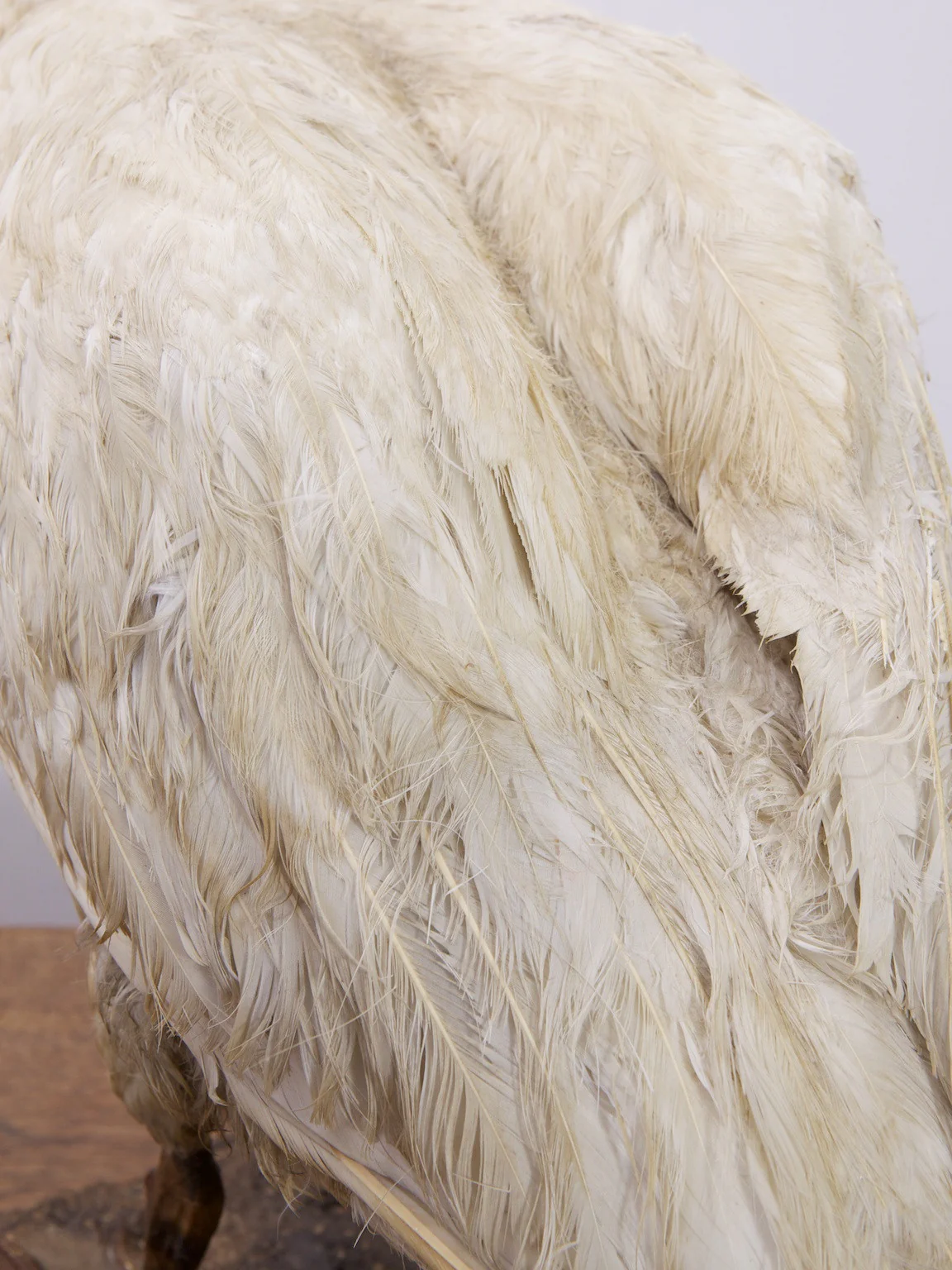 Taxidermy Swan - Image 9