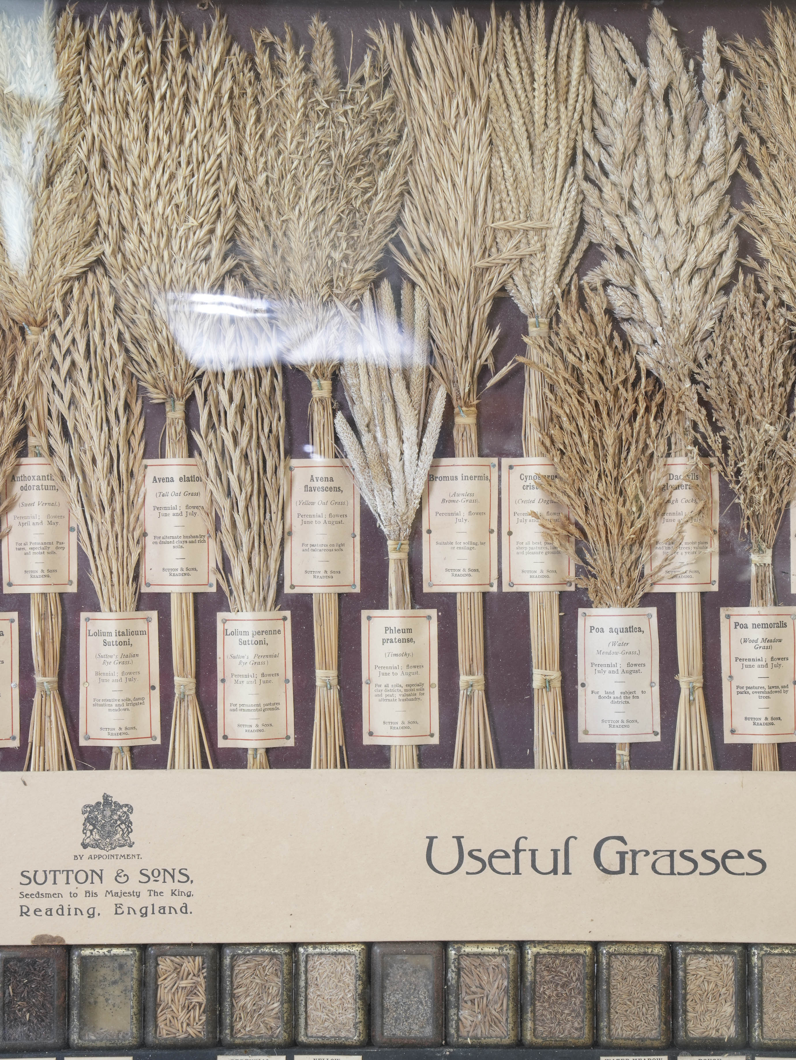 Suttons “Useful” Grasses & “Useless” Grasses Samplers - Image 12